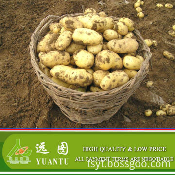 Fresh Potatoes asian fresh vegetables and fruits